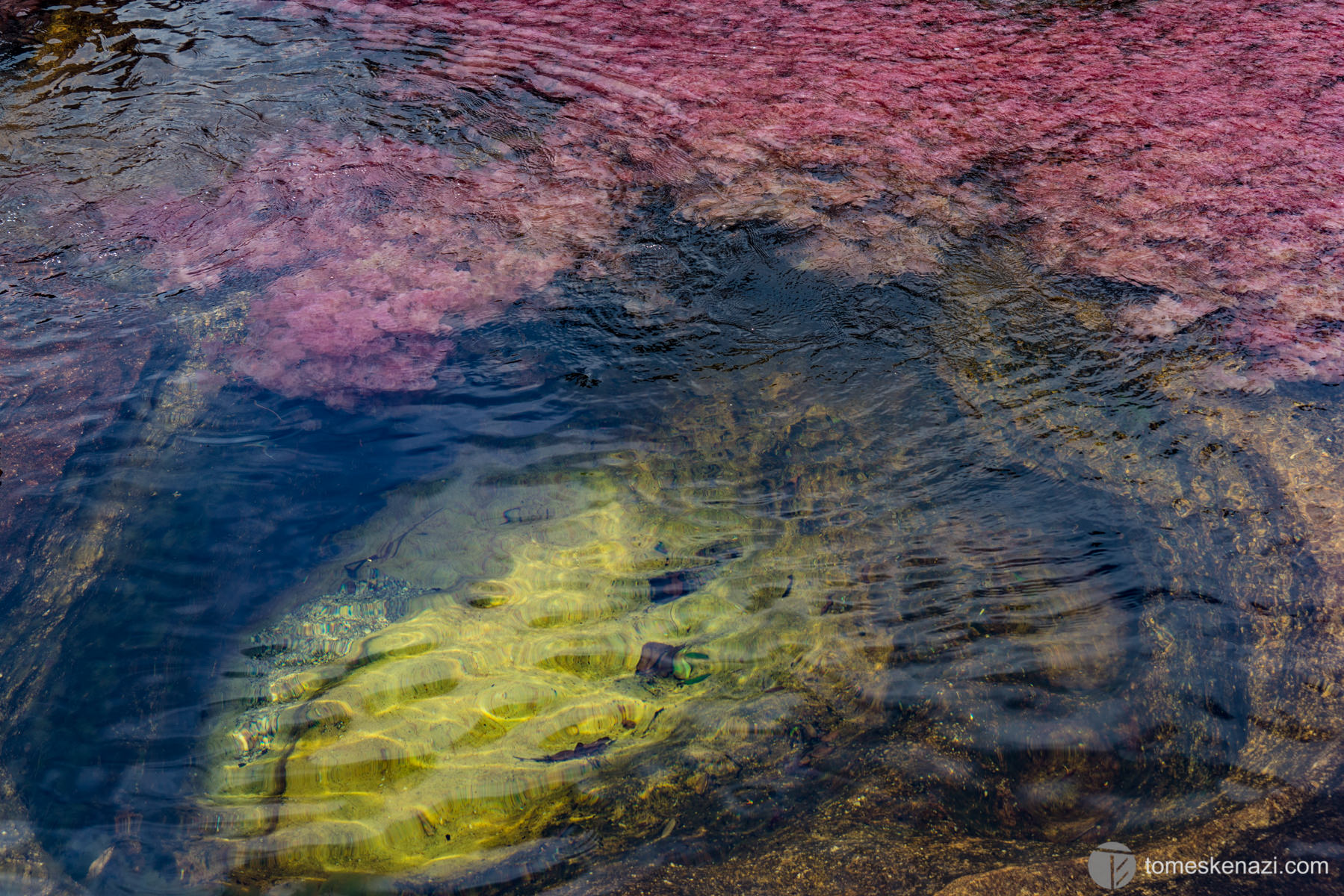 Cano Cristales water surface, Colombia